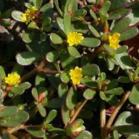 Green Portulaca Oleracea Planting Seeds for Vibrant Gardens