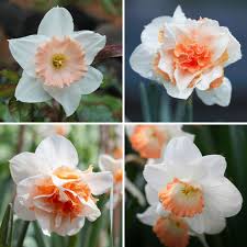 Mixed Colour Pink Daffodil Seeds for Planting Cottage Garden Essential Heirloom & GMO Free Seeds for Home Garden
 
 Sale