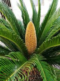 Green Cycads Flower seeds for Planting - Colorful Display, Heirloom & GMO Free Seeds for Home Garden