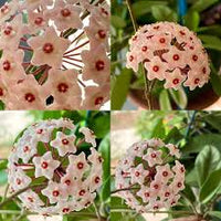 Hoya Carnosa Flower seeds for Planting - Seasonal Bloomer, Heirloom & GMO Free Seeds for Home Garden
