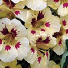 Cream Ladybird Flower seeds for Planting - Wildflower Mix, Heirloom & GMO Free Seeds for Home Garden