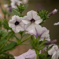Petunia Tidal Wave Silver Flower seeds for Planting - Seasonal Bloomer, Heirloom & GMO Free Seeds for Home Garden