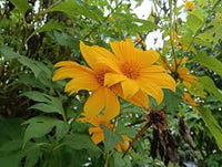 Yellow Tithonia Diversifolia Sunflower Tree  Seeds for Planting a Vibrant Garden