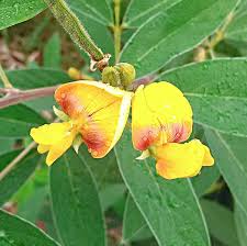 Yellow Cajanus Flower seeds for Planting - Garden Favorite, Heirloom & GMO Free Seeds for Home Garden