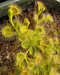 Green Hardy Sundew Flower seeds for Planting - Garden Favorite, Heirloom & GMO Free Seeds for Home Garden