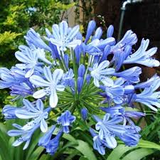 Blue Agapanthus Flower seeds for Planting - Easy to Grow, Heirloom & GMO Free Seeds for Home Garden