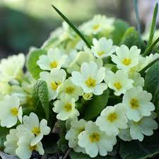 Cream Primula Malacoides Flower Seeds for Planting Vibrant Colors Heirloom & GMO Free Seeds for Home Garden
 
 Sale