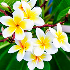Yellow Egg Flower Seeds: Perfect for Planting & Gardening