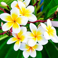 Yellow Egg Flower Seeds: Perfect for Planting & Gardening