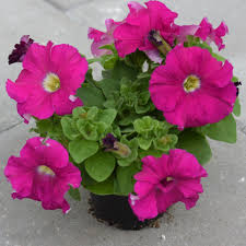 Cerise Pink Petunia Flower seeds for Planting - Seasonal Bloomer, Heirloom & GMO Free Seeds for Home Garden