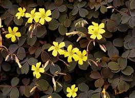 Yellow Brown Oxalis Flower Seeds for Planting Cut Flower Favorite Heirloom & GMO Free Seeds for Home Garden
 
 Sale