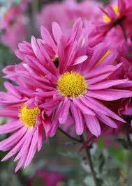 Yellow Pink Chrysanthemum Flower Seeds for Planting