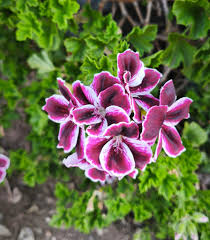 Purple Geranium Flower seeds for Planting - Premium Quality, Heirloom & GMO Free Seeds for Home Garden