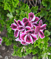 Purple Geranium Flower seeds for Planting - Premium Quality, Heirloom & GMO Free Seeds for Home Garden