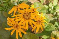 Ligularia Flower Planting Seeds for Vibrant Garden Blooms