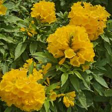 Yellow Jacaranda Flower seeds for Planting Cut Flower Favorite Heirloom & GMO Free Seeds for Home Garden