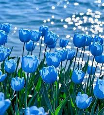 Tulip Blue Flower seeds for Planting - Hardy Variety, Heirloom & GMO Free Seeds for Home Garden