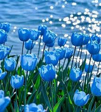 Tulip Blue Flower seeds for Planting - Hardy Variety, Heirloom & GMO Free Seeds for Home Garden