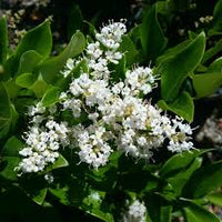 Ligustrum Flower seeds for Planting - Easy to Grow, Heirloom & GMO Free Seeds for Home Garden