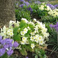 Cream Primula Malacoides Flower Seeds for Planting Vibrant Colors Heirloom & GMO Free Seeds for Home Garden
 
 Sale