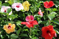 Mixed Hibiscus Flower Seeds for Planting Vibrant Colors Heirloom & GMO Free Seeds for Home Garden
 
 Sale