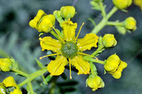 Yellow Ruta Flower seeds for Planting - Garden Favorite, Heirloom & GMO Free Seeds for Home Garden
