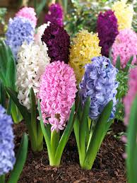 Hyacinth Flower seeds for Planting - Colorful Display, Heirloom & GMO Free Seeds for Home Garden