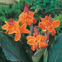 Canna Lily Flower seeds for Planting - Shade Tolerant, Heirloom & GMO Free Seeds for Home Garden
 
 Sale