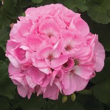 Light Pink Gardenia Flower Seeds for Planting Fragrant Blossoms Heirloom & GMO Free Seeds for Home Garden
 
 Sale