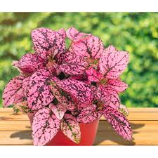 Pink Hypoestes Flower seeds for Planting - Sun Loving, Heirloom & GMO Free Seeds for Home Garden