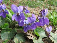 Violet Flower seeds for Planting - Premium Quality, Heirloom & GMO Free Seeds for Home Garden