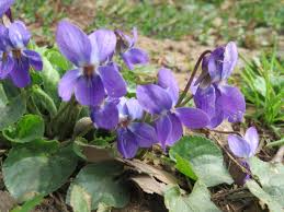 Violet Flower seeds for Planting - Premium Quality, Heirloom & GMO Free Seeds for Home Garden