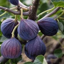 Mixed Fig Seeds for Planting - Grow Delicious Figs at Home