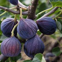 Mixed Fig Seeds for Planting - Grow Delicious Figs at Home