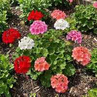 Geranium Mix Pelargonium Flower Seeds for Planting | Vibrant Annual Flower Seeds for Your Garden