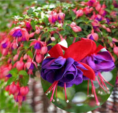 Fuchsias Flower seeds for Planting Perfect for Borders Heirloom & GMO Free Seeds for Home Garden