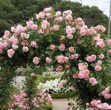 Pink Rose Tree Flower Seeds for Planting – Colorful Display Heirloom & NonGMO Seeds for Home Garden
 
 Sale