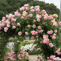 Pink Rose Tree Flower Seeds for Planting – Colorful Display Heirloom & NonGMO Seeds for Home Garden
 
 Sale