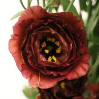 Maroon Eustoma (Lisianthus) Flower seeds for Planting Pollinator Friendly Heirloom & GMO Free Seeds for Home Garden