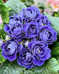 Light Blue Primula Autumn Flower Seeds for Planting Perfect for Borders Heirloom & GMO Free Seeds for Home Garden
 
 Sale