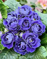 Light Blue Primula Autumn Flower Seeds for Planting Perfect for Borders Heirloom & GMO Free Seeds for Home Garden
 
 Sale