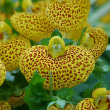 Yellow Calceolaria Crenatiflora Flower seeds for Planting - Drought Tolerant, Heirloom & GMO Free Seeds for Home Garden