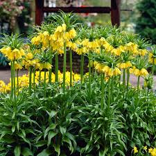Yellow Fritillaria Flower Seeds for Planting Shade Tolerant Heirloom & GMO Free Seeds for Home Garden
 
 Sale