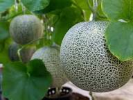 Cantaloupe Melon Seeds for Planting - Green and White Variety