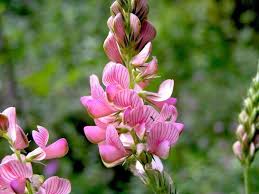 Heirloom Shoshone Flower seeds for Planting Colorful Display Heirloom & GMO Free Seeds for Home Garden