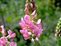 Heirloom Shoshone Flower seeds for Planting Colorful Display Heirloom & GMO Free Seeds for Home Garden