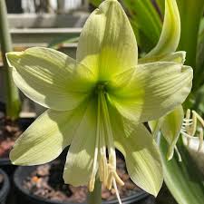 Green Amaryllis Flower Seeds for Planting Perfect for Borders Heirloom & GMO Free Seeds for Home Garden
 
 Sale