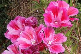 Pink White Clarkia Flower seeds for Planting - Shade Tolerant, Heirloom & GMO Free Seeds for Home Garden