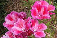 Pink White Clarkia Flower seeds for Planting - Shade Tolerant, Heirloom & GMO Free Seeds for Home Garden
