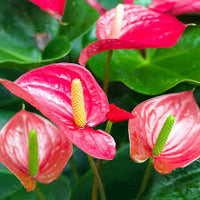 Pink Sky Blue Anthurium Flower seeds for Planting - Drought Tolerant, Heirloom & GMO Free Seeds for Home Garden